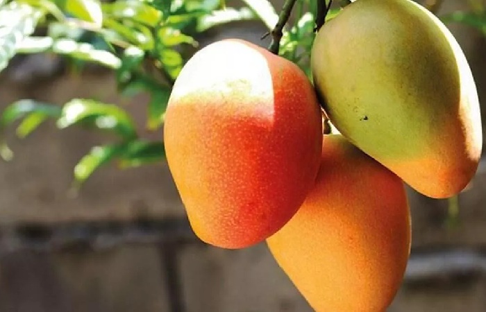 Favors The Skin of Mango