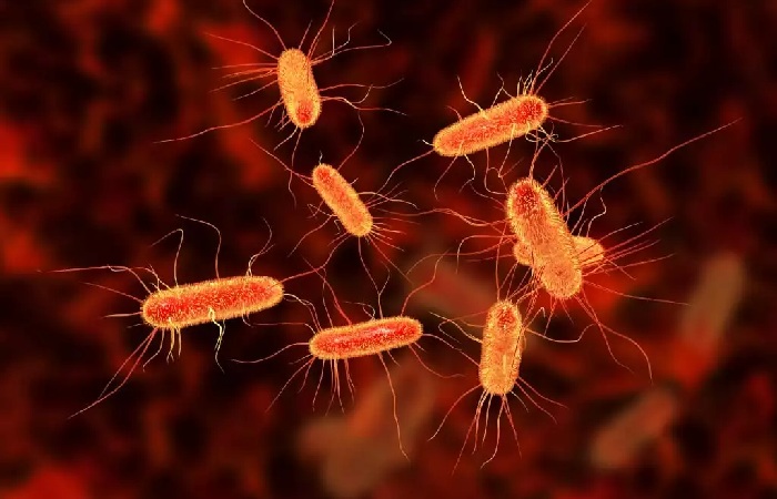 What Are Intestinal Bacteria?