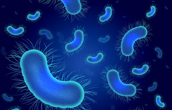 Are there Harmful Intestinal Bacteria?