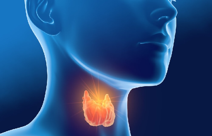 What is the Thyroid?