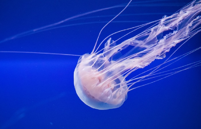 How to Avoid a Jellyfish Sting