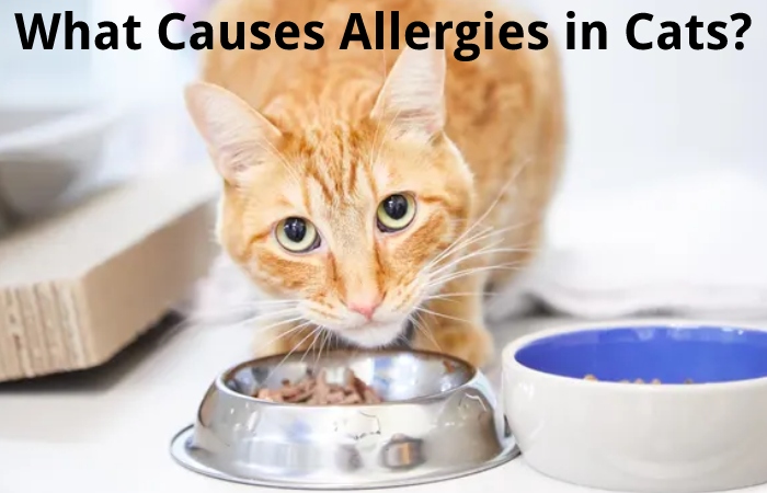 What Causes Allergies in Cats?