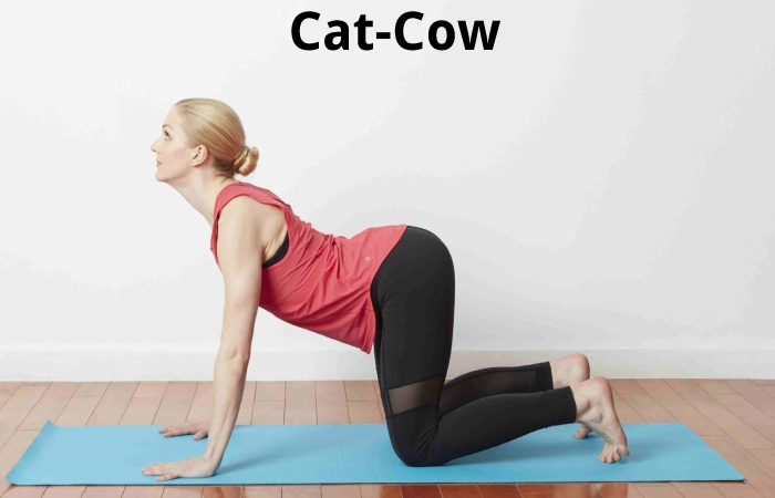  Cat-Cow
