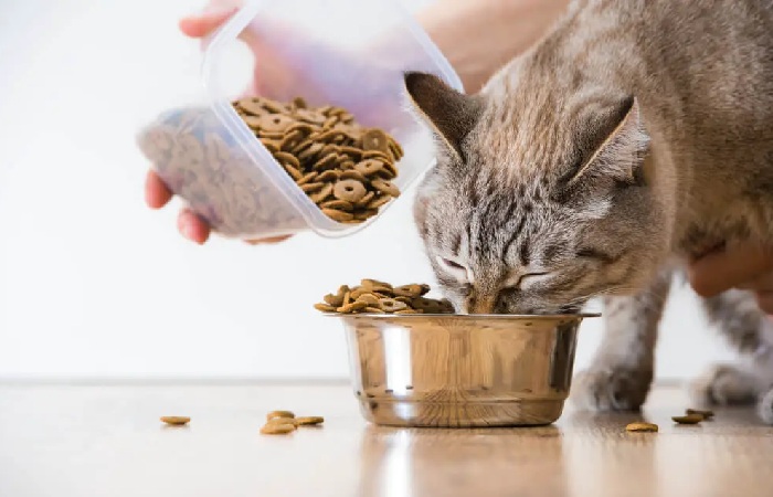 What is the Common Food Allergy in Cats?
