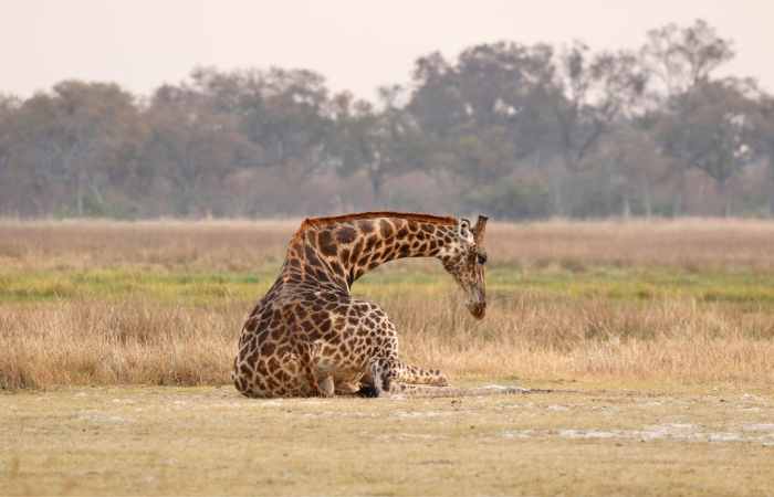 Giraffe's blood Not ever Floods the Brain