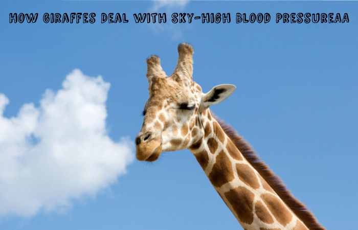 How Giraffes Deal with Sky-high Blood Pressure