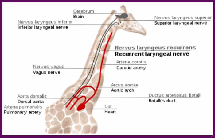 How does a Giraffe's Heart Work