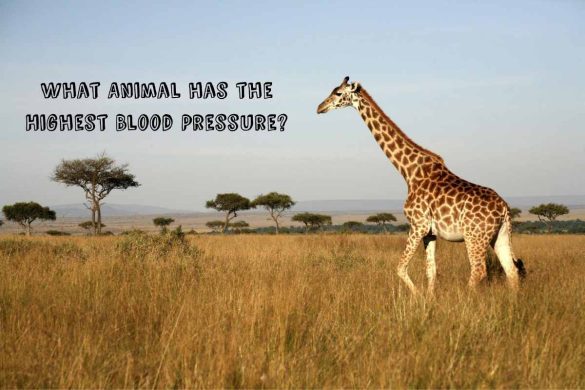 What Animal has the Highest Blood Pressure