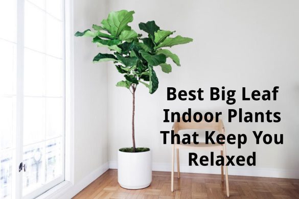 big leaf indoor plants