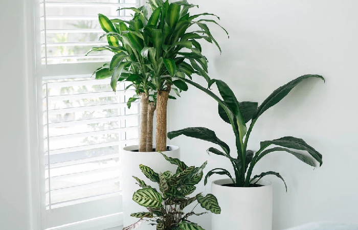 What Indoor Plant has Huge Leaves?