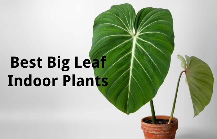 Best Big Leaf Indoor Plants