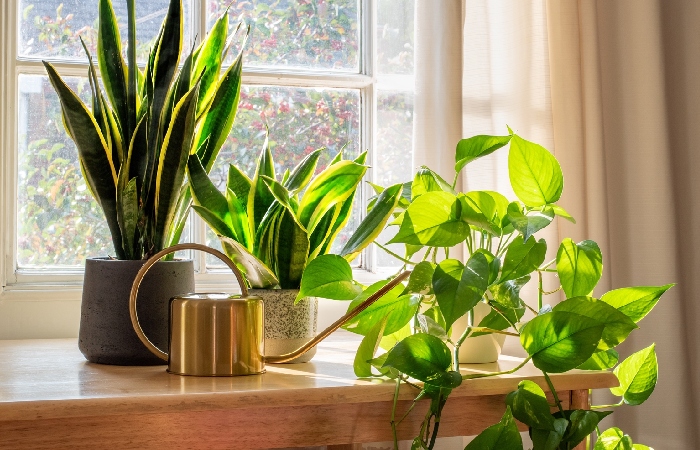 Large Leaf Tropical Plants Indoor