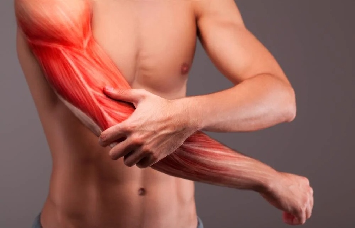 What is the Origin and Insertion of a Muscle?