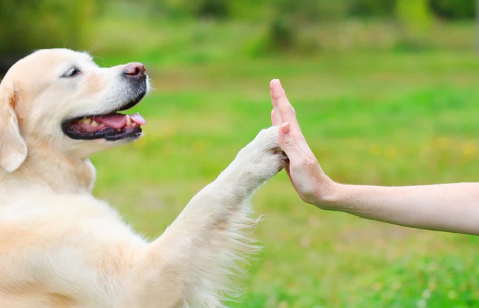 What Does a Dog Trainer Do?