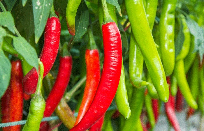 Helps the Cardiovascular System of Red Chilli